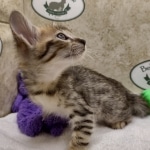 Savannah F-4SBT Female DOB 8-3-22