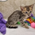 Savannah F-4SBT Female DOB 8-3-22