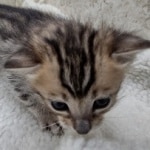 Savannah F-4SBT Female DOB 8-3-22