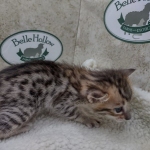 Savannah F-4SBT Female DOB 8-3-22