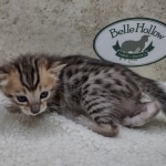 Savannah F-4SBT Female DOB 8-3-22