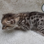 Savannah F-4SBT Female DOB 8-3-22