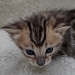 Savannah F-4SBT Female DOB 8-3-22