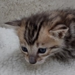 Savannah F-4SBT Female DOB 8-3-22