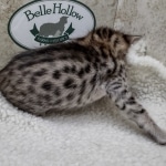 Savannah F-4SBT Female DOB 8-3-22