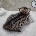 Savannah F-4SBT Female DOB 8-3-22