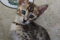 Savannah F-4SBT Brown Spotted Female #1 DOB 4-10-23