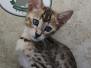 Savannah F-4SBT Brown Spotted Female #1 DOB 4-10-23