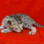 Savannah F-4SBT Brown Spotted female DOB 4-10-23