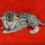 Savannah F-4SBT Brown Spotted female DOB 4-10-23