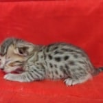 Savannah F-4SBT Brown Spotted female DOB 4-10-23