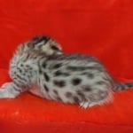 Savannah F-4SBT Brown Spotted female DOB 4-10-23