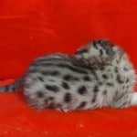 Savannah F-4SBT Brown Spotted female DOB 4-10-23