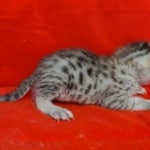 Savannah F-4SBT Brown Spotted female DOB 4-10-23