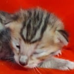 Savannah F-4SBT Brown Spotted female DOB 4-10-23