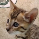 Savannah F-4SBT Brown Spotted female DOB 4-10-23