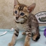 Savannah F-4SBT Brown Spotted female DOB 4-10-23