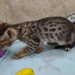 Savannah F-4SBT Brown Spotted female DOB 4-10-23