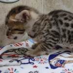 Savannah F-4SBT Brown Spotted female DOB 4-10-23