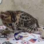 Savannah F-4SBT Brown Spotted female DOB 4-10-23