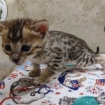 Savannah F-4SBT Brown Spotted female DOB 4-10-23