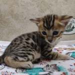 Savannah F-4SBT Brown Spotted female DOB 4-10-23