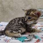 Savannah F-4SBT Brown Spotted female DOB 4-10-23