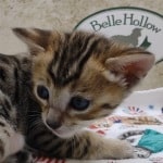 Savannah F-4SBT Brown Spotted female DOB 4-10-23