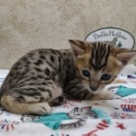 Savannah F-4SBT Brown Spotted female DOB 4-10-23