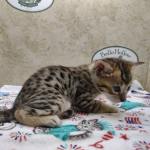 Savannah F-4SBT Brown Spotted female DOB 4-10-23