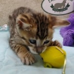 Savannah F-4SBT Brown Spotted female DOB 4-10-23