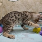 Savannah F-4SBT Brown Spotted female DOB 4-10-23