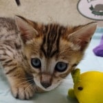 Savannah F-4SBT Brown Spotted female DOB 4-10-23