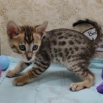 Savannah F-4SBT Brown Spotted female DOB 4-10-23