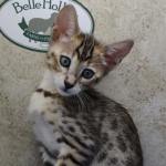 Savannah F-4SBT Brown Spotted female DOB 4-10-23