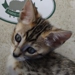 Savannah F-4SBT Brown Spotted female DOB 4-10-23