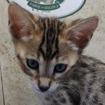 Savannah F-4SBT Brown Spotted female DOB 4-10-23