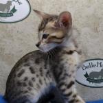 Savannah F-4SBT Brown Spotted female DOB 4-10-23