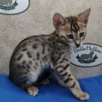 Savannah F-4SBT Brown Spotted female DOB 4-10-23