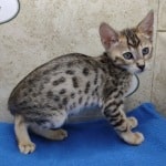 Savannah F-4SBT Brown Spotted female DOB 4-10-23