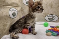 Willow Belle Savannah F-4SBT BST Female #2 DOB 8-3-22