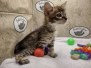 Willow Belle Savannah F-4SBT BST Female #2 DOB 8-3-22