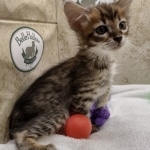 Savannah F-4SBT Female DOB 8-3-22