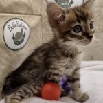 Willow Belle Savannah F-4SBT Female DOB 8-3-22