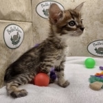 Willow Belle Savannah F-4SBT Female DOB 8-3-22