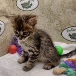 Willow Belle Savannah F-4SBT Female DOB 8-3-22