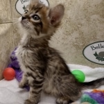 Willow Belle Savannah F-4SBT Female DOB 8-3-22