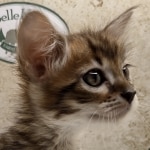 Willow Belle Savannah F-4SBT Female DOB 8-3-22