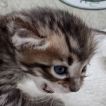 Savannah F-4SBT Female DOB 8-3-22