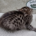 Savannah F-4SBT Female DOB 8-3-22